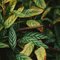 Rattlesnake Plant